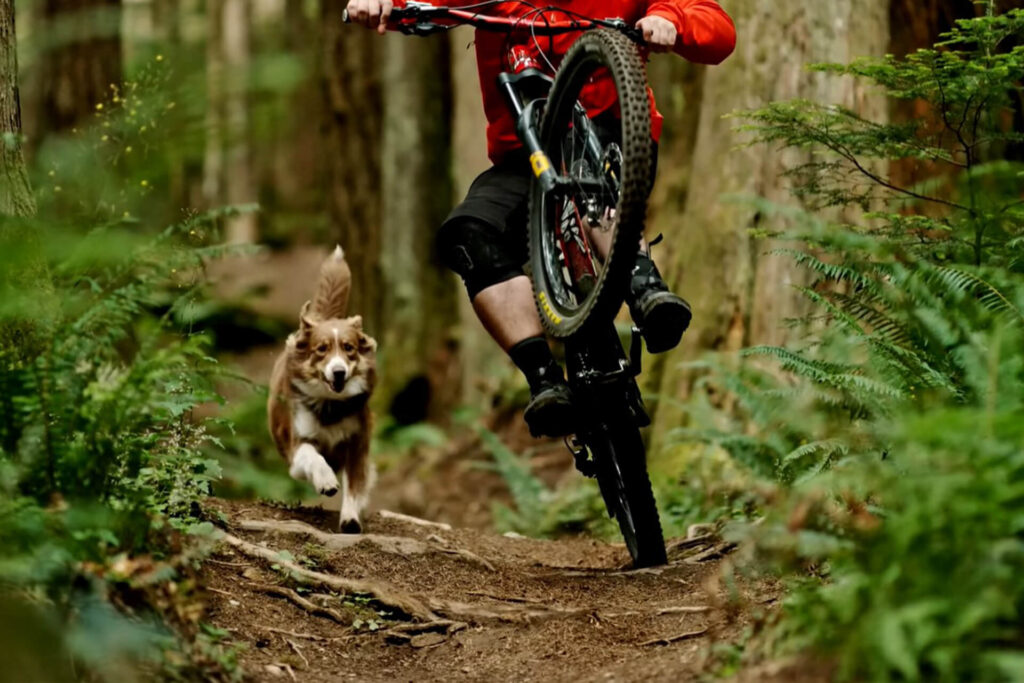 Top 3 Questions about Riding an Electric Mountain Bike with Dog