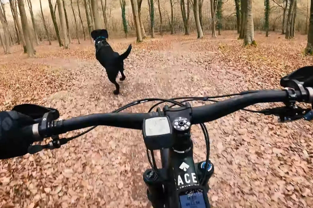Riding an Electric Mountain Bike with Dog
