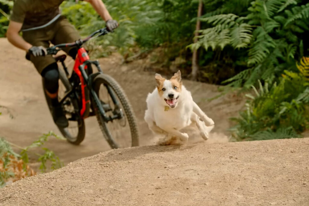 Riding an Electric Mountain Bike with Dog tips